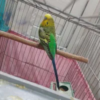یه جفت مرغ عشق