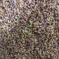 خریدار مغز پسته دستشکن و دستگاهی