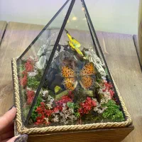 انواع دکوری های شیشه ای جذاب با پروانه های واقعی