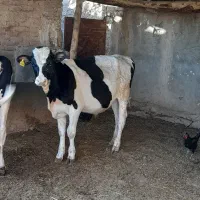 گوساله