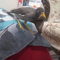 جوجه مینا ۶ ماه