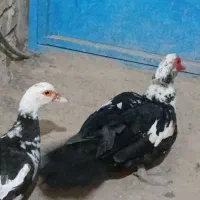 مرغابی مسکویی بالغ|حیوانات مزرعه|سبزوار, کراب|دیوار