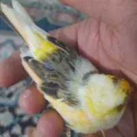قناری گلستر ماده ابِلغ هفت رنگ