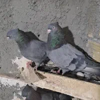 آبادانی سبز