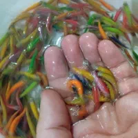 فروش ماهی گیاهخوار|ماهی|مشهد, گوهرشاد|دیوار