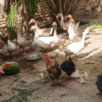 غازمحلی درشت