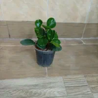 گل طبیعی|گل و گیاه طبیعی|بیرجند, |دیوار