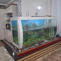 آکواریوم شیشه خم|ماهی|میاندوآب, |دیوار