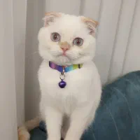 واگذاری گربه اسکاتیش دبل فولد پسر|گربه|گلبهار, شهر جدید گلبهار|دیوار