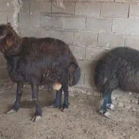 بشرط راندن خمیر چاق و قربانی هم میشن خمیر