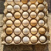 تخم مرغ گلین با خروس گلین