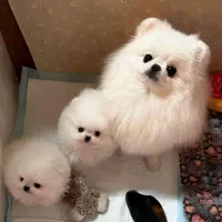 فنقلی های بامزه فنجونی شیطون عروسکی