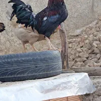 خروس گلین و کوردی|حیوانات مزرعه|چرداول, |دیوار