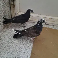 کبوتر سیاه|پرنده|شاهین دژ, |دیوار
