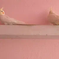 دوجفت عروس هلند سخنگو
