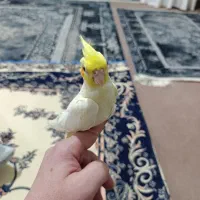 دو عدد عروس هلندی رام و کاملا دستی