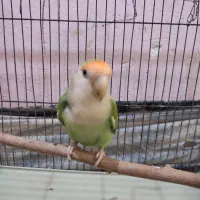 طوطی برزیلی نر|پرنده|اندیمشک, |دیوار