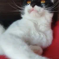 گربه ناز و ملوس پیدا شده، گمشده شما نیست|حیوانات|مشهد, شهید فرامرز عباسی|دیوار