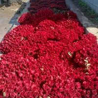 گل رز ایرانی با بهترین گفیت