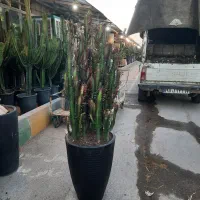 کاکتوس وگیاهان آپارتمانی|گل و گیاه طبیعی|مشهد, شهرک صنعتی توس|دیوار