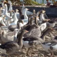 فروش قاز ها محلی|حیوانات مزرعه|ارومیه, |دیوار