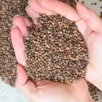 نخود و عدس محلی