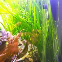 گیاه آکواریومی گندمی ، برگ کاتاپا