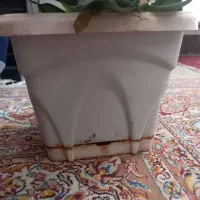 گلهای شاداب وزیباسانسوریا،قاشقی،دیفن باخیا،کاکتوس|گل و گیاه طبیعی|کرمانشاه, |دیوار