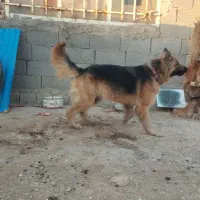 ژرمن شپرد