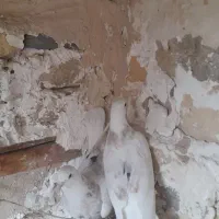 پرنده|پرنده|پاکدشت, خاتون آباد|دیوار