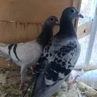 پلاکی نر و ماده