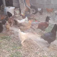 ۴۳۰۰۰۰|حیوانات مزرعه|رستم, |دیوار