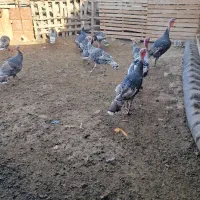 بقلمون|حیوانات مزرعه|گرگان, |دیوار