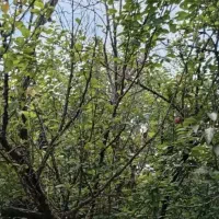 زمین-باغی-400متری-با-نهال-کاری-جاده-بابل