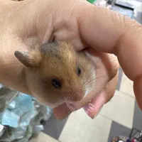 همستر بامزه