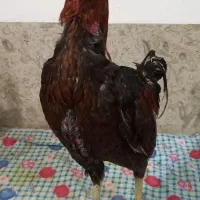 خروس لاری قلم سبز|حیوانات مزرعه|آمل, |دیوار