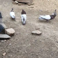کوینهلی