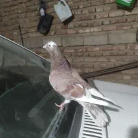 بیسته سرخ خوشکل پر پرش