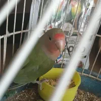 کوتوله سالم بالغ