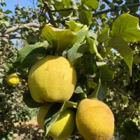 کود هیومیک سبو سیب|خدمات باغبانی و درختکاری|اصفهان, خلجا|دیوار
