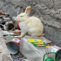 خرگوش|موش و خرگوش|میناب, |دیوار