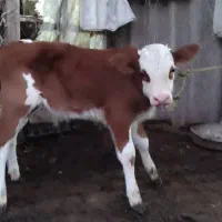 گاو با گوساله نر سیمینتال