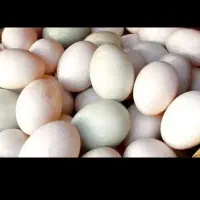 خریدار تخم مرغ محلی