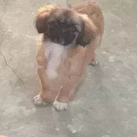 سگ شیتزوپیکینوا|سگ|بندر انزلی, ساحل قو|دیوار