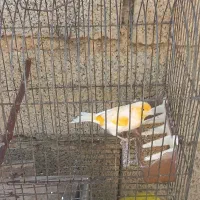 قناری نر مزایکی روبه مست قناری ماده جفت سهره