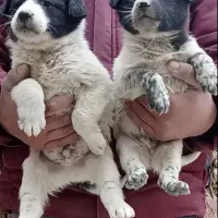 سگ قدرجونی نر و ماده خاسگری