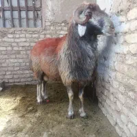قوچ میش بره بز دوبور سگ خر