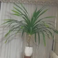 گلدان پاندانوس مناسب حال و پذیرایی