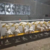 فروش مجتمع دامپروری ، بلوکه زنی ، کشاورزی و ویلایی|فروش زمین و ملک کلنگی|خوسف, |دیوار