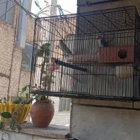 طوطی برزیلی|پرنده|کرج, حصارک پایین|دیوار